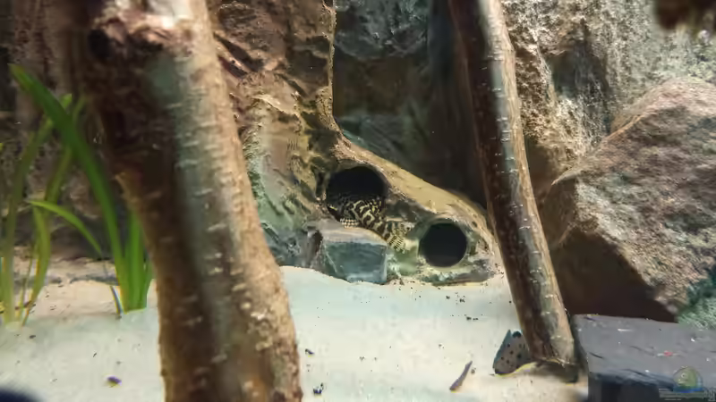 Besatz im Aquarium Becken 31764 von Oliver Boden (157)