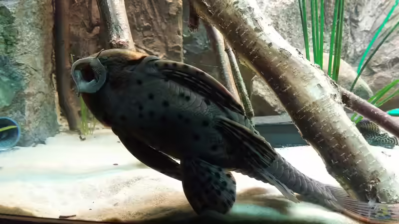 Besatz im Aquarium Becken 31764 von Oliver Boden (158)