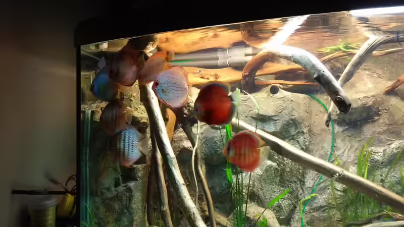 Besatz im Aquarium Becken 31764 von Oliver Boden (160)