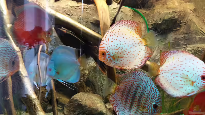 Besatz im Aquarium Becken 31764 von Oliver Boden (161)