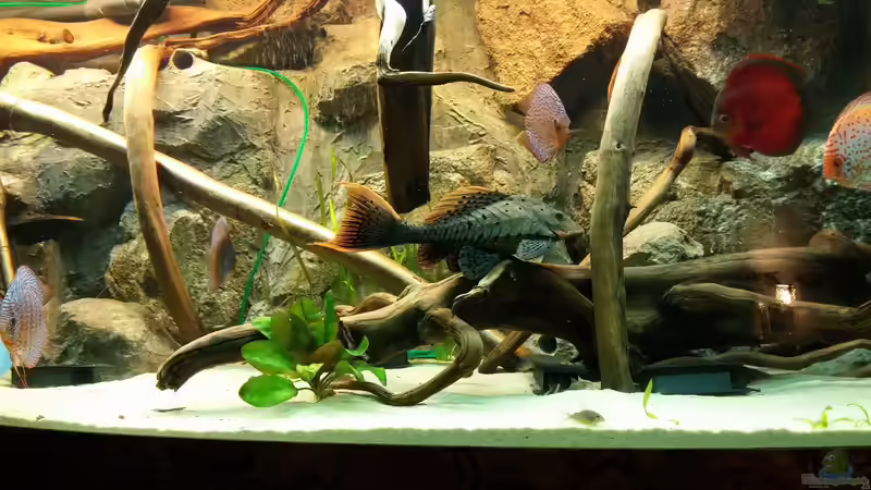 Besatz im Aquarium Becken 31764 von Oliver Boden (162)