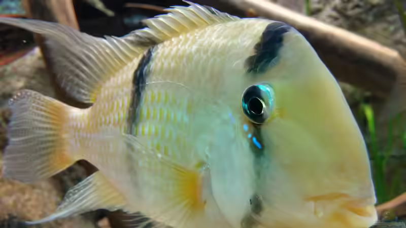 Besatz im Aquarium Becken 31764 von Oliver Boden (163)
