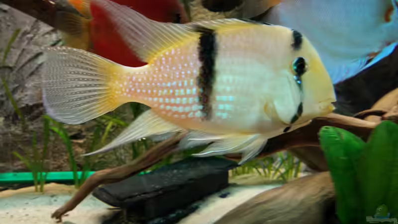 Besatz im Aquarium Becken 31764 von Oliver Boden (166)