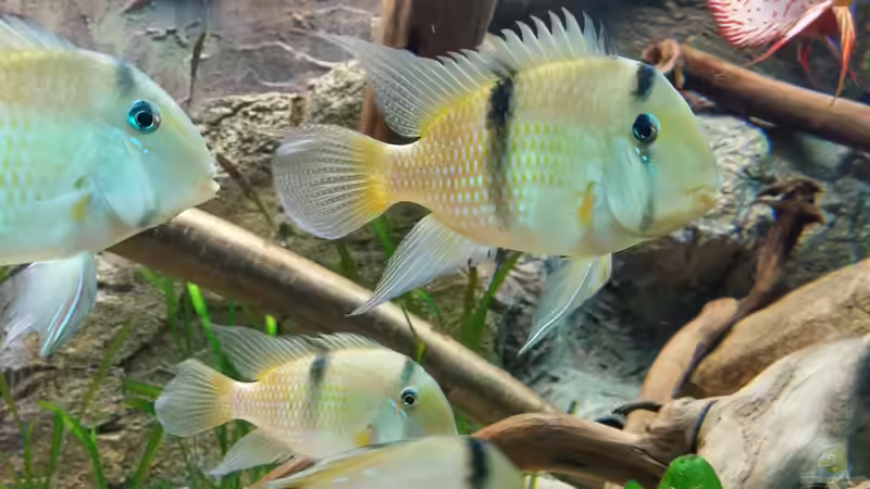 Besatz im Aquarium Becken 31764 von Oliver Boden (167)