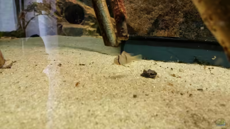 Besatz im Aquarium Becken 31764 von Oliver Boden (168)