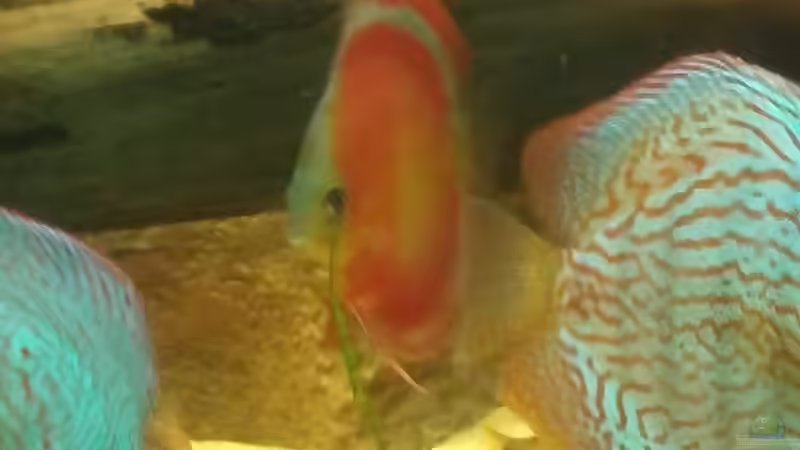 Besatz im Aquarium Becken 31764 von Oliver Boden (79)