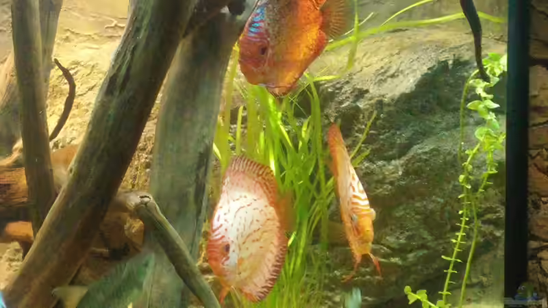 Besatz im Aquarium Becken 31764 von Oliver Boden (80)