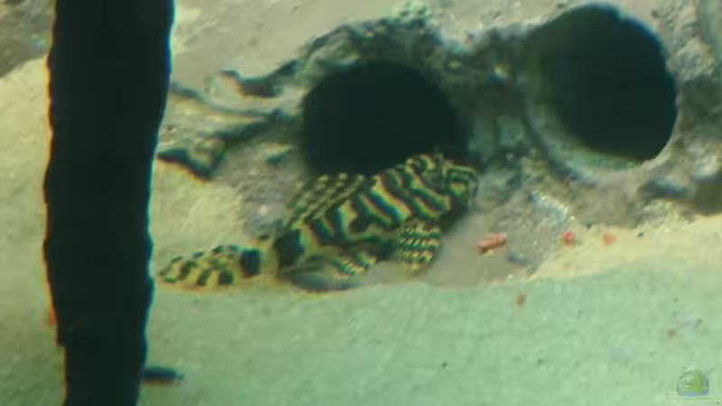 Besatz im Aquarium Becken 31764 von Oliver Boden (81)