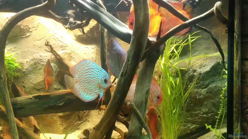 Besatz im Aquarium Becken 31764 von Oliver Boden (82)