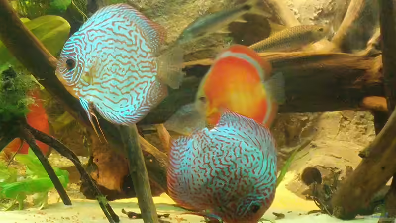 Besatz im Aquarium Becken 31764 von Oliver Boden (83)