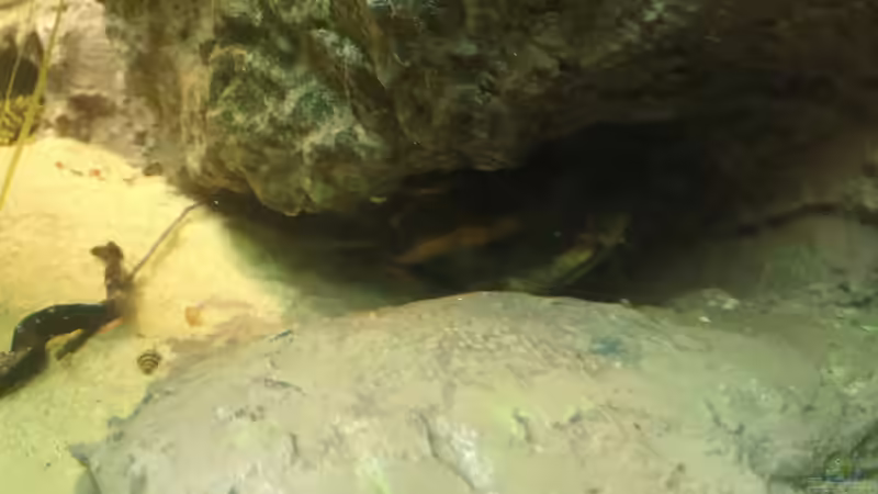 Besatz im Aquarium Becken 31764 von Oliver Boden (85)