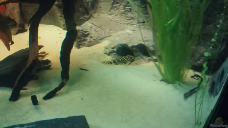 Besatz im Aquarium Becken 31764 von Oliver Boden (86)