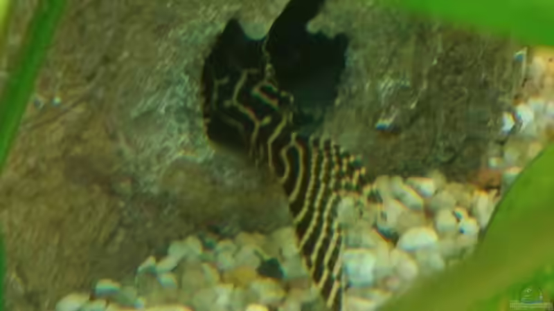 Besatz im Aquarium Becken 31764 von Oliver Boden (88)