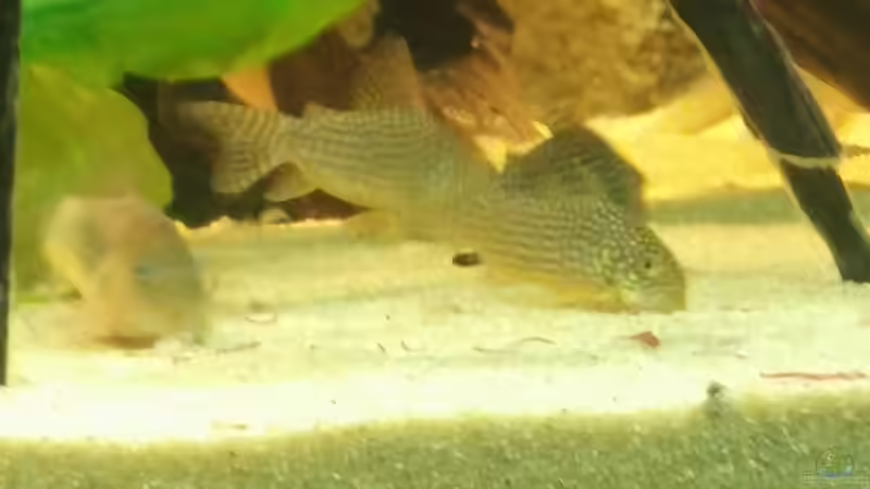 Besatz im Aquarium Becken 31764 von Oliver Boden (89)