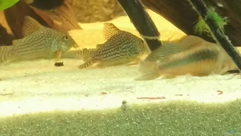 Besatz im Aquarium Becken 31764 von Oliver Boden (90)