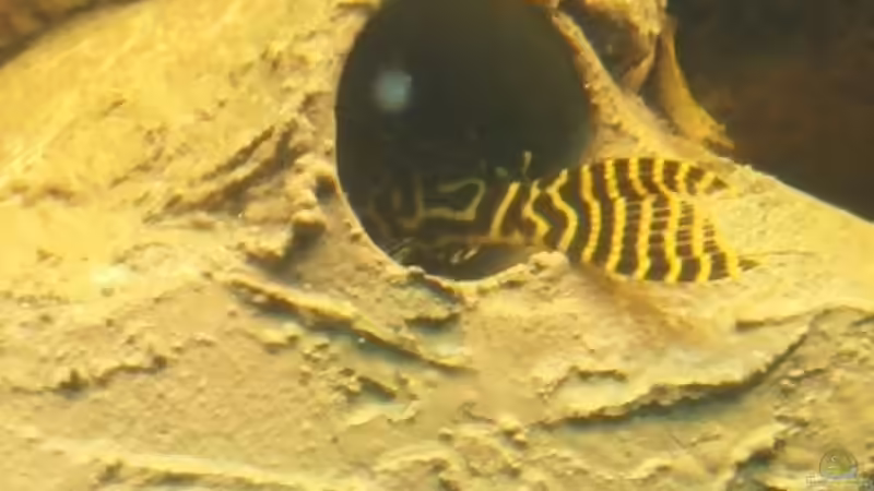 Besatz im Aquarium Becken 31764 von Oliver Boden (91)