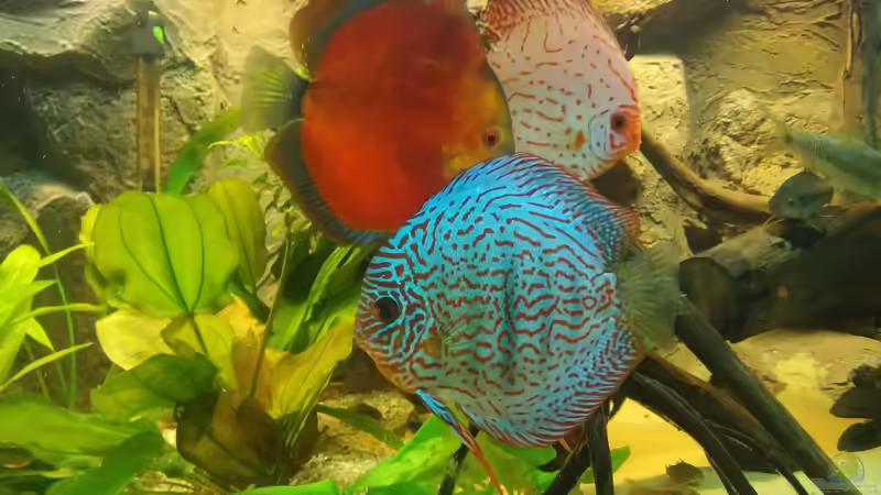 Besatz im Aquarium Becken 31764 von Oliver Boden (92)