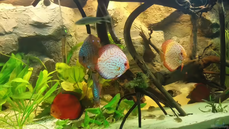 Besatz im Aquarium Becken 31764 von Oliver Boden (94)