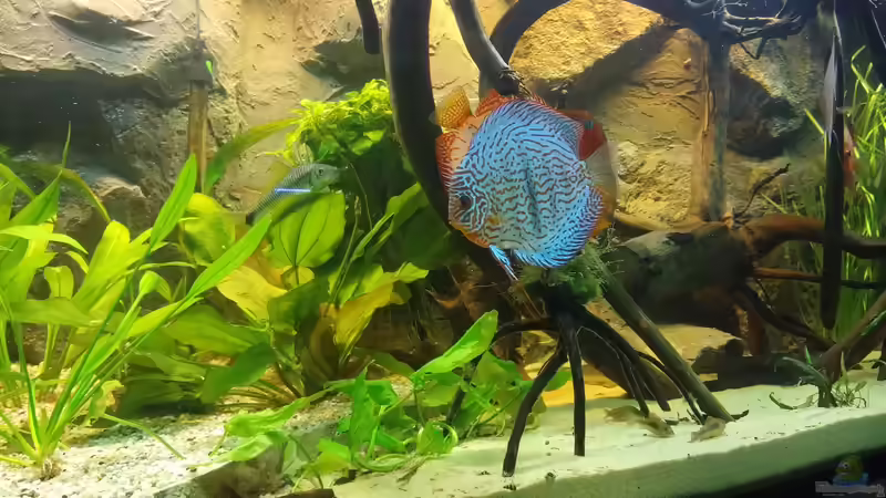 Besatz im Aquarium Becken 31764 von Oliver Boden (95)