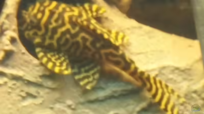 Besatz im Aquarium Becken 31764 von Oliver Boden (96)