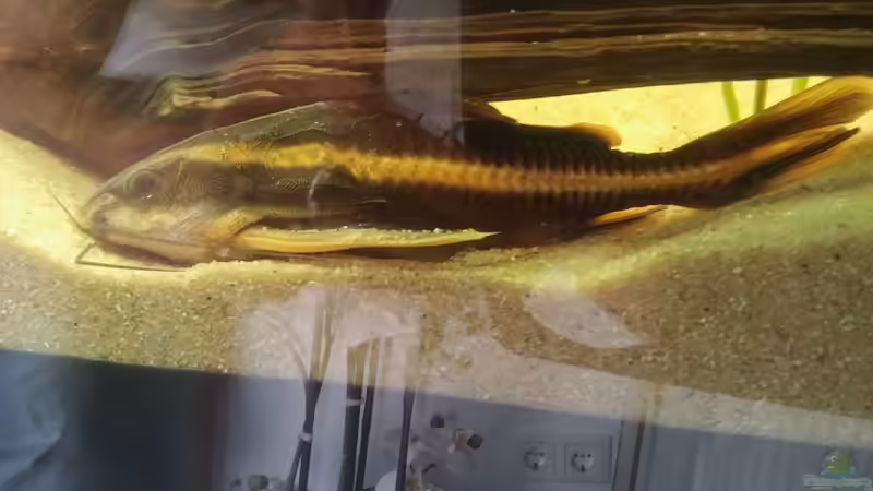 Besatz im Aquarium Becken 31764 von Oliver Boden (98)