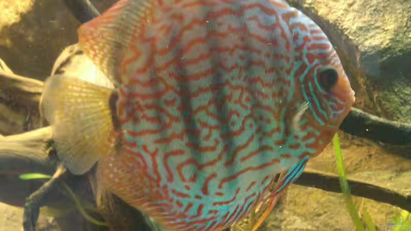 Besatz im Aquarium Becken 31764 von Oliver Boden (99)