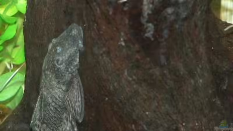 Besatz im Aquarium Becken 3177 von Peter Giesbrecht (12)