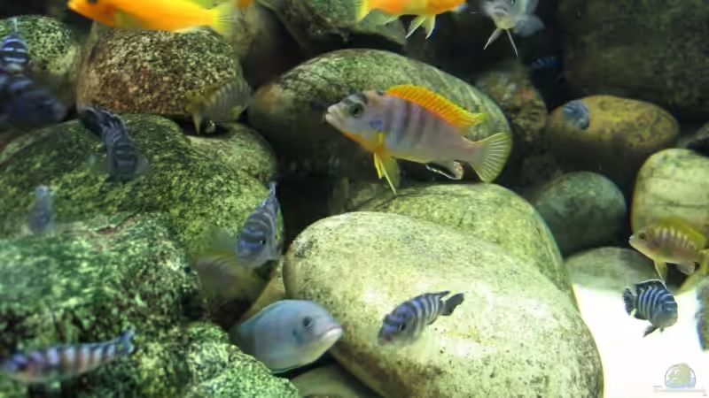 Besatz im Aquarium Becken 3179 von Pille (26)