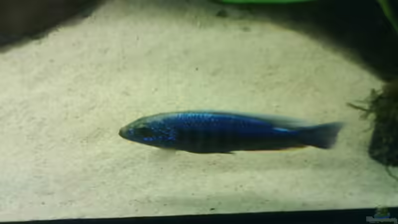 Besatz im Aquarium Becken 3183 von Heikos-Malawizucht (10)