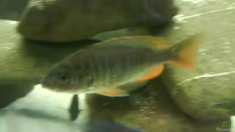 Besatz im Aquarium Becken 3183 von Heikos-Malawizucht (11)