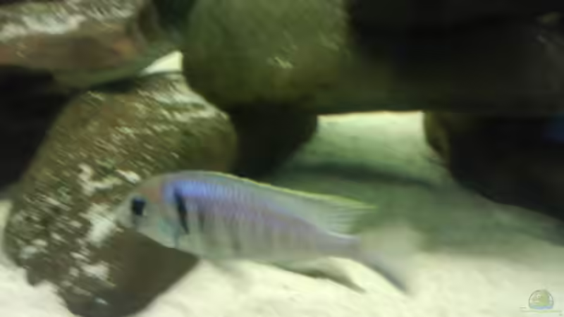 Besatz im Aquarium Becken 3183 von Heikos-Malawizucht (12)