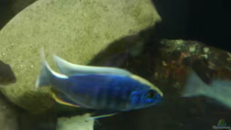 Besatz im Aquarium Becken 3183 von Heikos-Malawizucht (13)