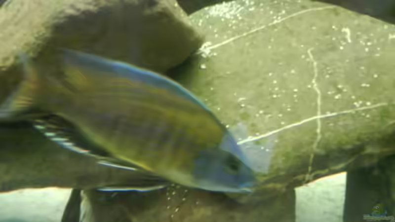 Besatz im Aquarium Becken 3183 von Heikos-Malawizucht (14)