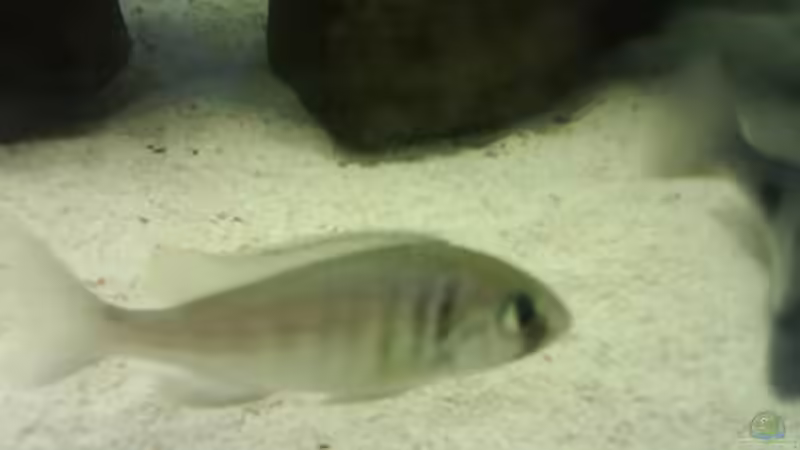 Besatz im Aquarium Becken 3183 von Heikos-Malawizucht (15)