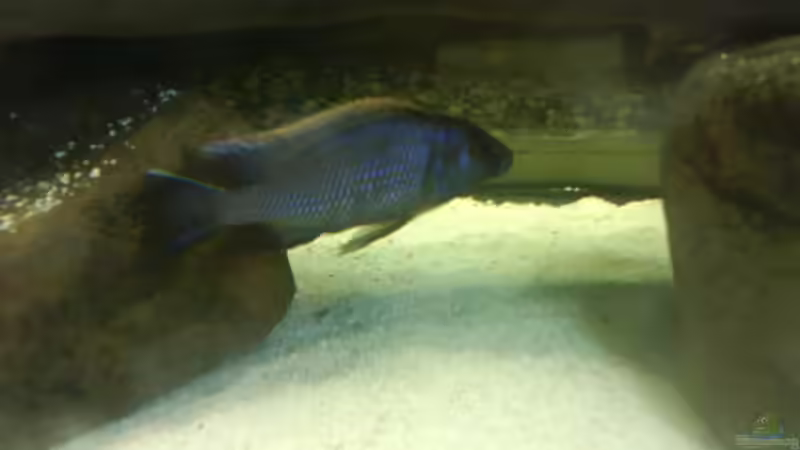 Besatz im Aquarium Becken 3183 von Heikos-Malawizucht (16)