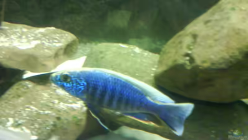 Besatz im Aquarium Becken 3183 von Heikos-Malawizucht (17)