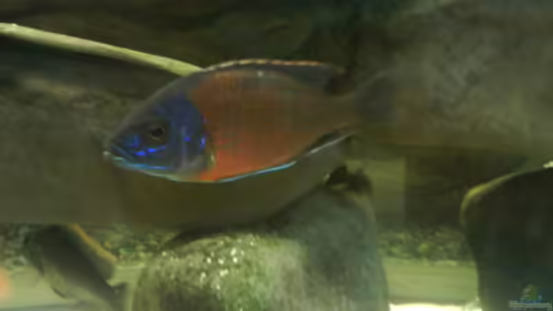 Besatz im Aquarium Becken 3183 von Heikos-Malawizucht (18)