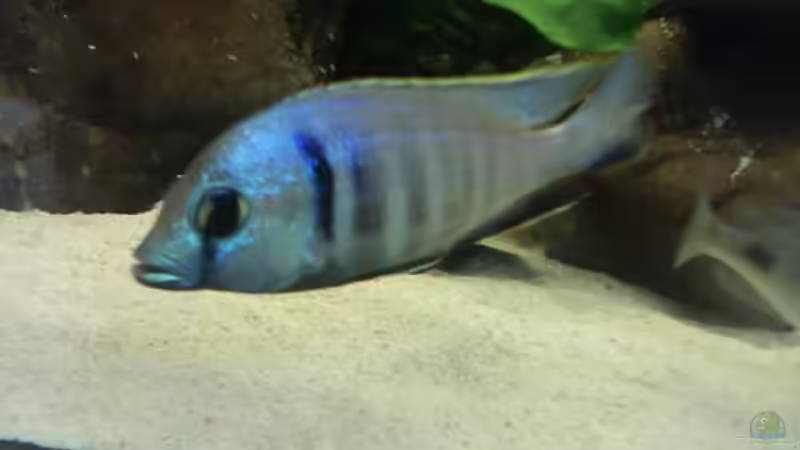 Besatz im Aquarium Becken 3183 von Heikos-Malawizucht (19)