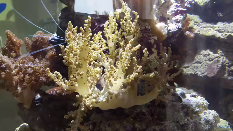 Besatz im Aquarium Becken 31866 von winz21 (10)