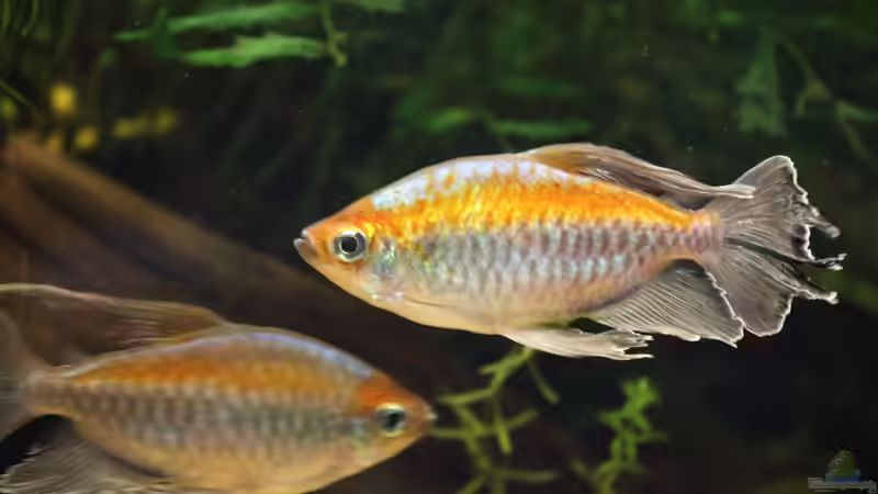 Besatz im Aquarium Becken 31908-Aufgelöst von LaFrieda (32)