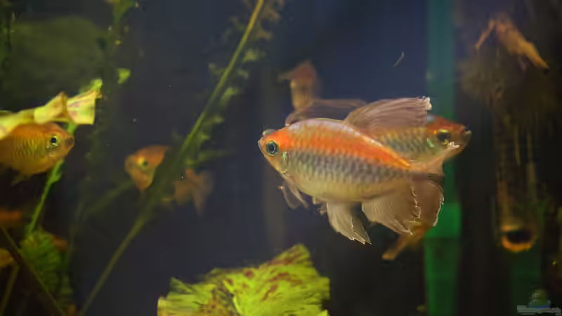 Besatz im Aquarium Becken 31908-Aufgelöst von LaFrieda (33)