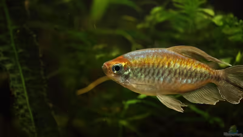 Besatz im Aquarium Becken 31908-Aufgelöst von LaFrieda (34)