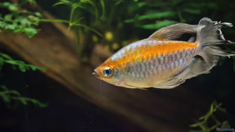 Besatz im Aquarium Becken 31908-Aufgelöst von LaFrieda (35)