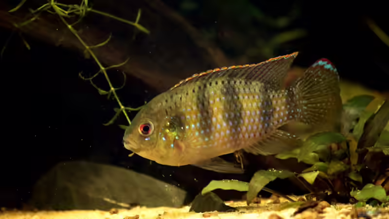 Besatz im Aquarium Becken 31908-Aufgelöst von LaFrieda (36)