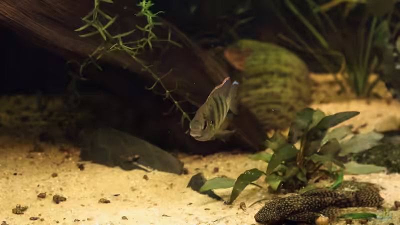 Besatz im Aquarium Becken 31908-Aufgelöst von LaFrieda (37)