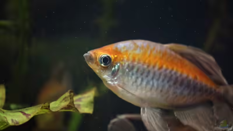 Besatz im Aquarium Becken 31908-Aufgelöst von LaFrieda (38)