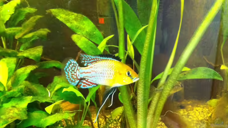 Besatz im Aquarium Becken 31913 von Killifisch2001 (3)