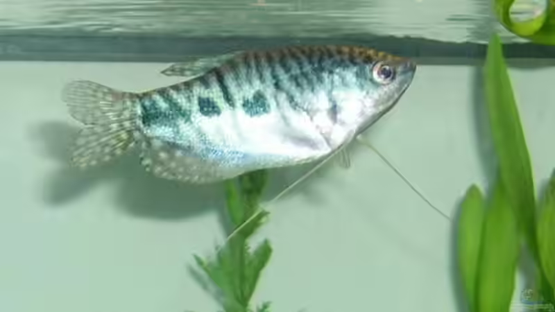 Besatz im Aquarium Becken 3194 von Sabine Lindemann (10)