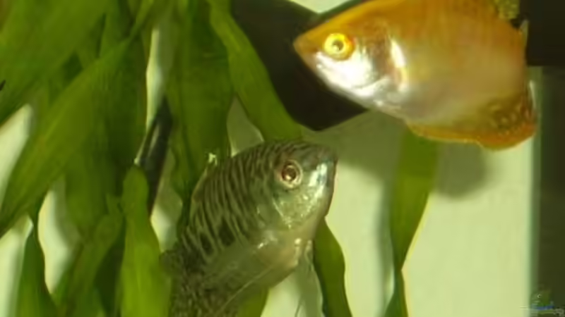 Besatz im Aquarium Becken 3194 von Sabine Lindemann (12)