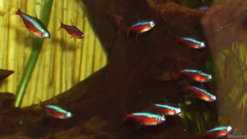 Besatz im Aquarium Becken 3194 von Sabine Lindemann (7)